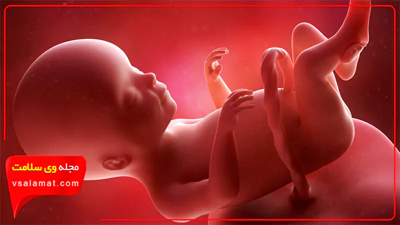 هفته چهاردهم از رشد جنین
