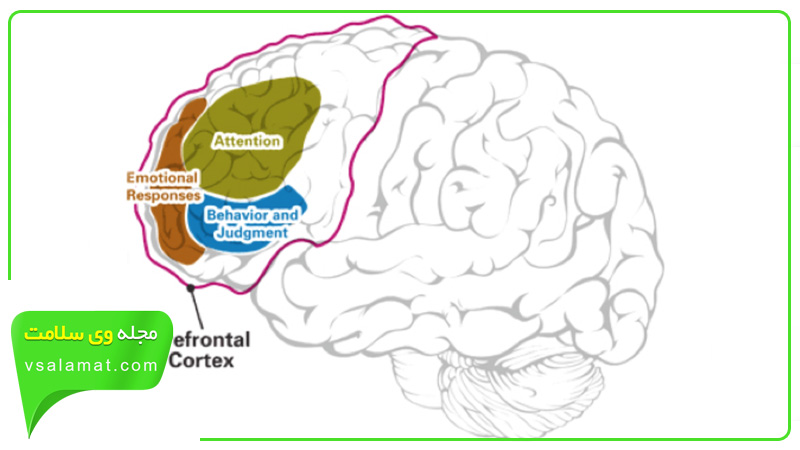 تاثیر فلوراید بر مغز + سیستم عصبی و رفتار افراد