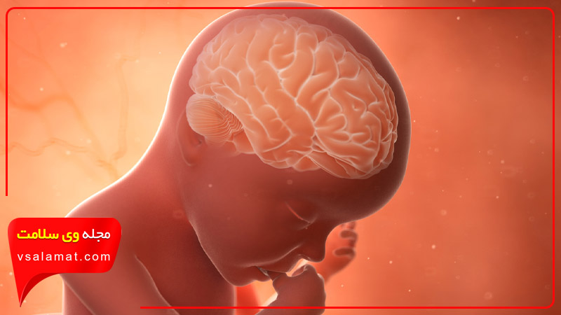 تاثیر فلوراید بر مغز جنین در دوران بارداری